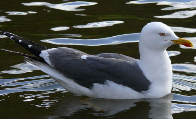 Lesser Black-backed Gull 