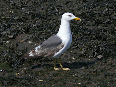 Lesser Black-backed Gull 