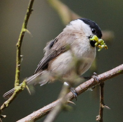 Marsh Tit 