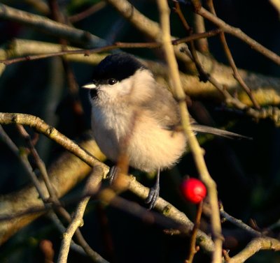 Marsh Tit 