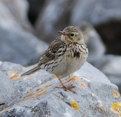 Meadow Pipit 
