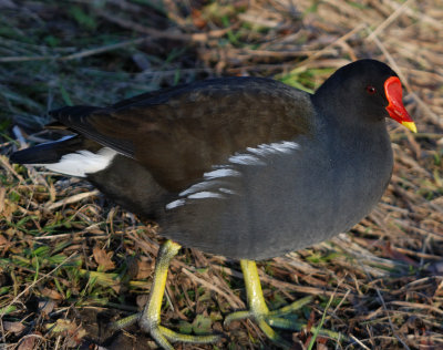 Moorhen 