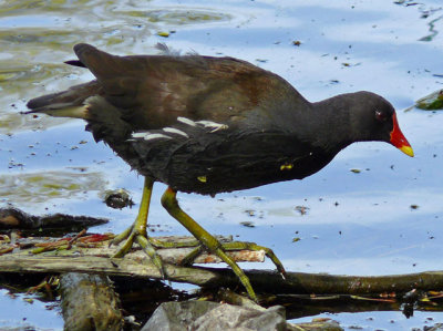 Moorhen