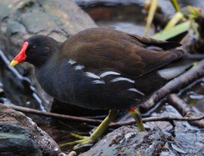 Moorhen 