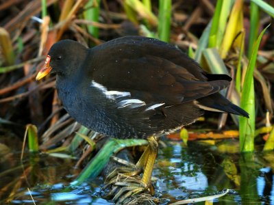 Moorhen 