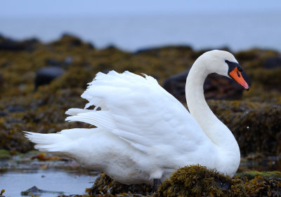 Mute Swan 