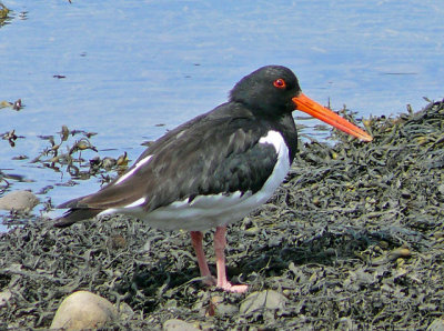 Oystercatcher 