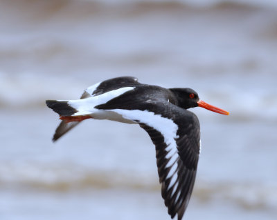 Oystercatcher 