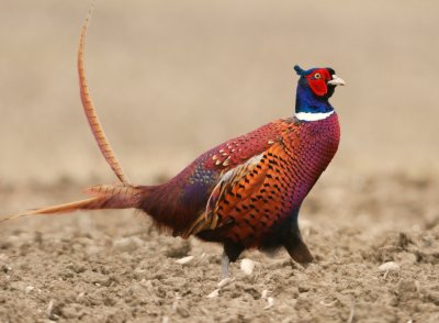 Pheasant