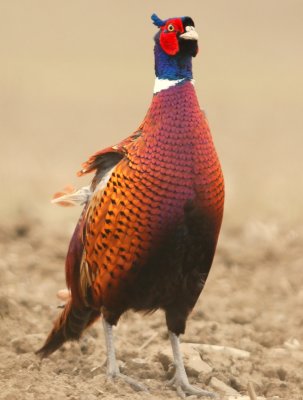 Pheasant