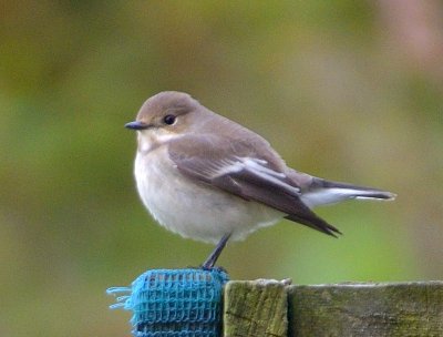 Pied Flycatcher