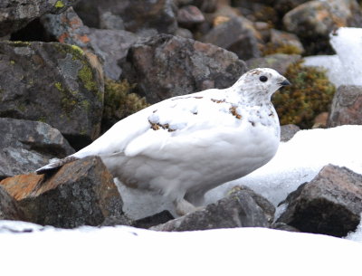 Ptarmigan (female)