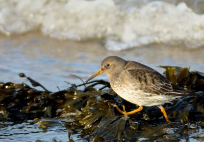 Purple Sandpiper 