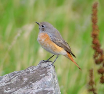 Redstart 