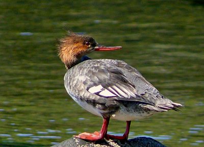 Red-breasted Merganser (eclipse) 
