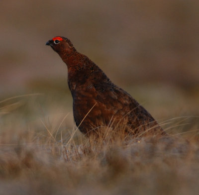 Red Grouse 