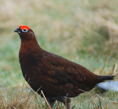 Red Grouse 