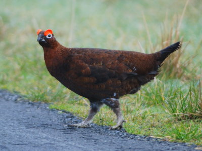 Red Grouse 