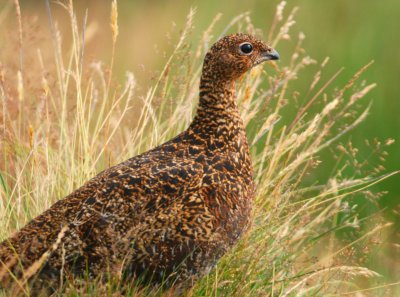 Red Grouse (juvenile)
