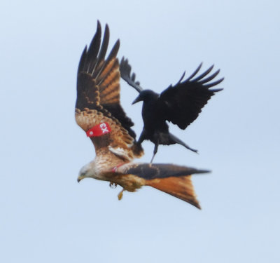 Red Kite 