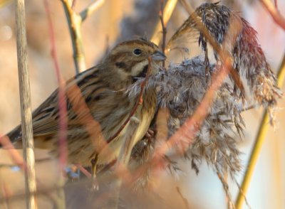 Reed Bunting 