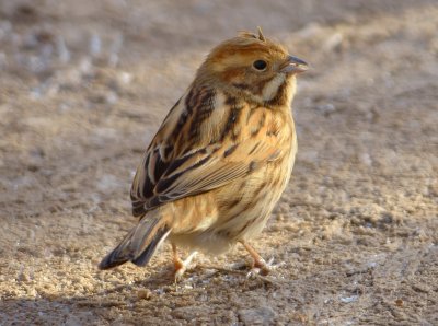 Reed Bunting 