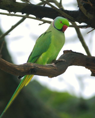 Ring-necked Parakeet 