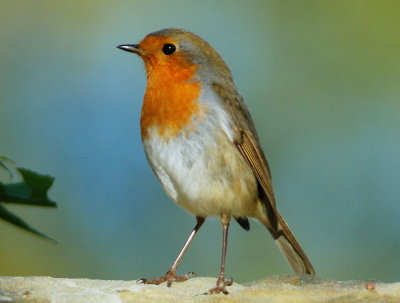 Robin