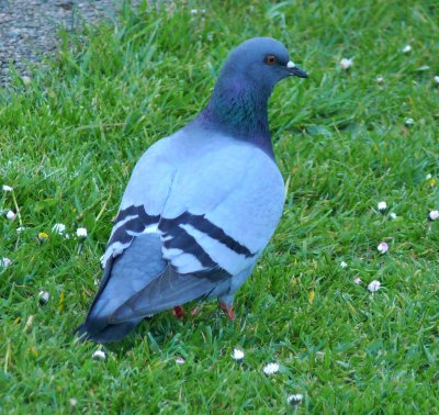 Rock Dove 