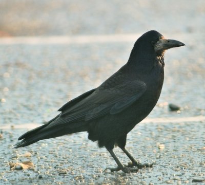 Rook 