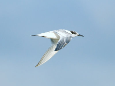 Sandwich Tern (juvenile)