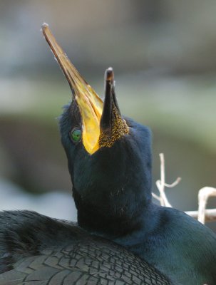 Shag