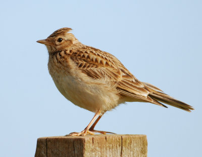 Skylark 