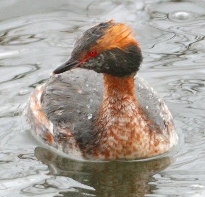 Slavonian Grebe 