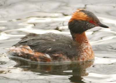 Slavonian Grebe 