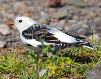 Snow Bunting (male) 