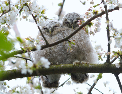 Tawny Owl 