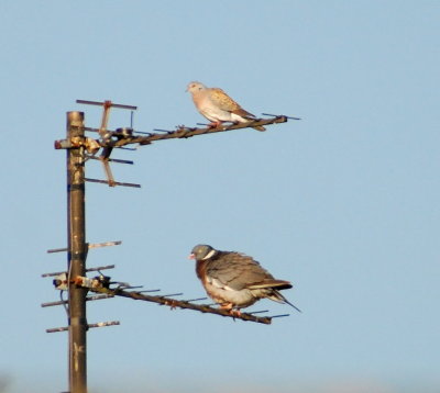 Turtle Dove 