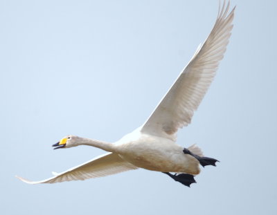 Whooper Swan 