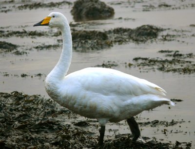 Whooper Swan 