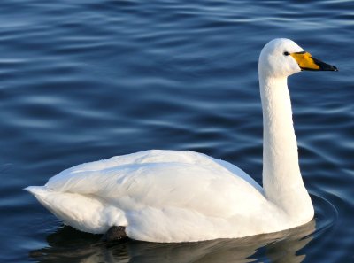 Whooper Swan 