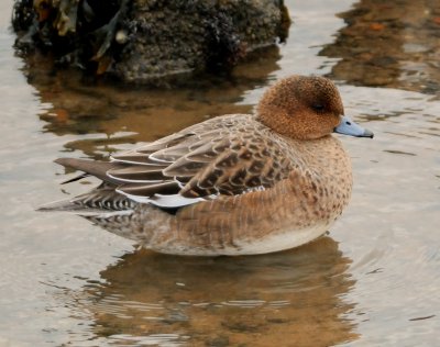 Wigeon (female) 