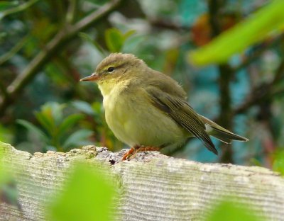 Willow Warbler 