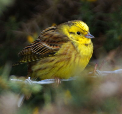 Yellowhammer 