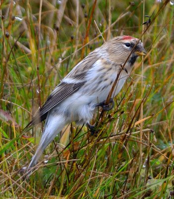 Arctic Redpoll 