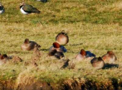 Baikal Teal 