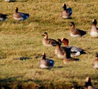 Baikal Teal 