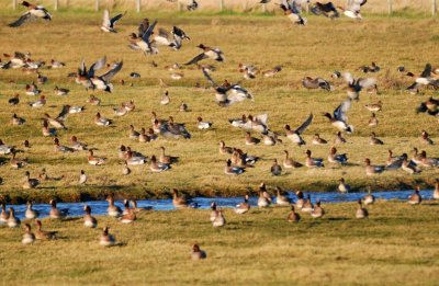 Baikal Teal 