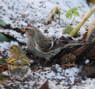 Mealy Redpoll 