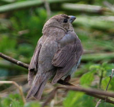 Common Rosefinch (juvenile)